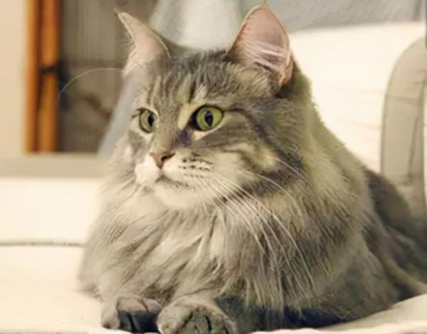 品種溯源識別系列之:挪威森林貓 品種溯源識別系列之:挪威森林貓