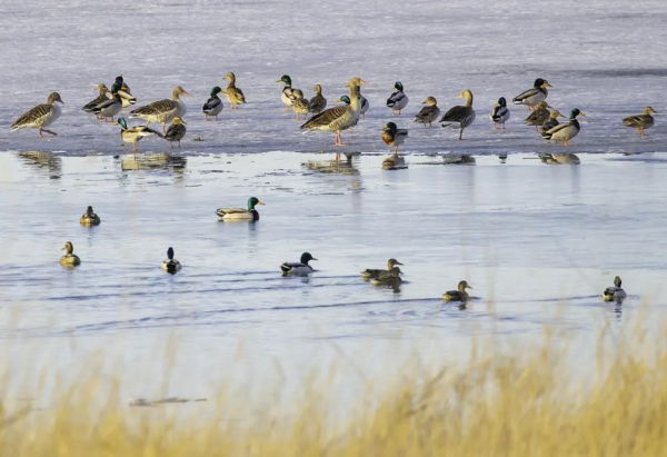 宅家“雲遊”草湖溼地,林草人帶您一起去觀鳥 宅家“雲遊”草湖溼地,林草人帶您一起去觀鳥