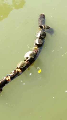 釣魚遇到放生佬：身披“黃馬褂”，對著河面唸叨，網友：違法了