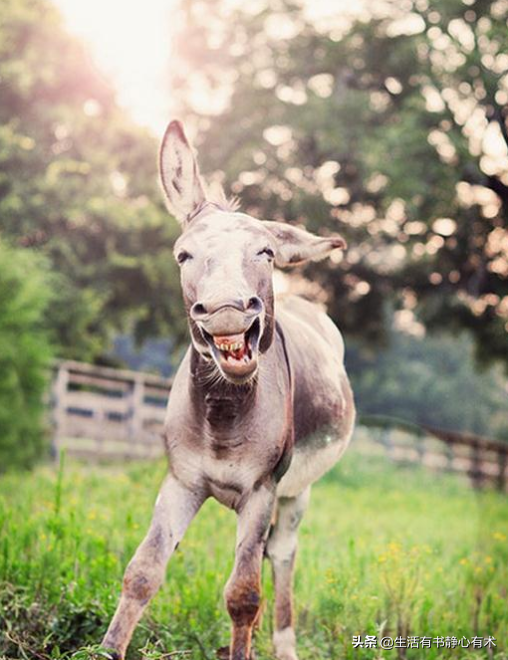 漲知識，世界上最小的驢，迷你驢