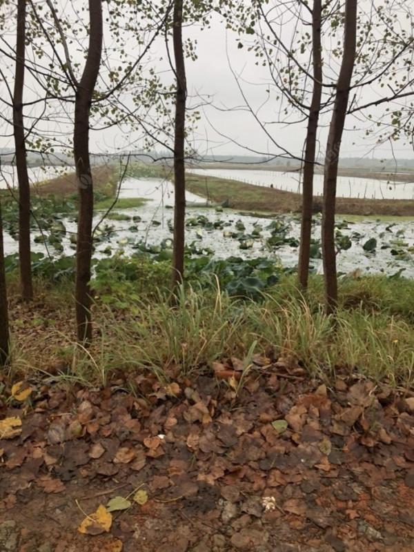 2021垂釣日誌之65,成子湖支流冒雨揮竿拿鯽魚 2021垂釣日誌之65,成子湖支流冒雨揮竿拿鯽魚