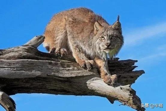 不同生物之間是如何相處的？物種間的相愛相殺：競爭、掠奪、共生