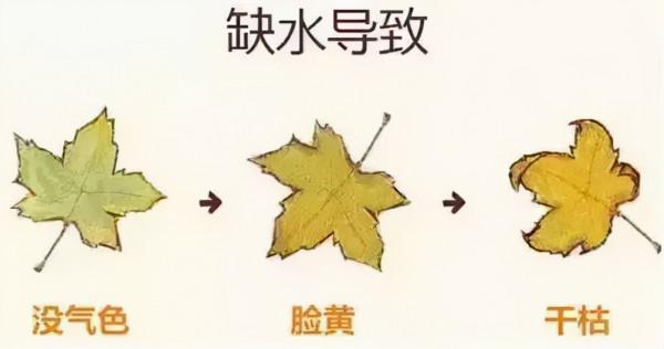 歐韻詩護膚小知識,你真的會敷面膜嗎?敷面膜有什麼好處 歐韻詩護膚小知識,你真的會敷面膜嗎?敷面膜有什麼好處