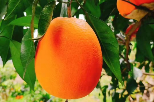 冬季水果價格漲多跌少：草莓價格高到不敢多吃，柿子價格迎來巔峰