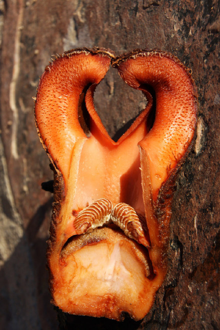 《百花集》（一百八十九）