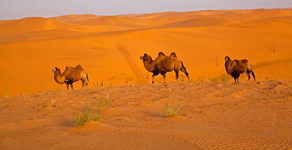 沙漠世界地質公園風光