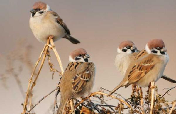 觀賞《小麻雀》