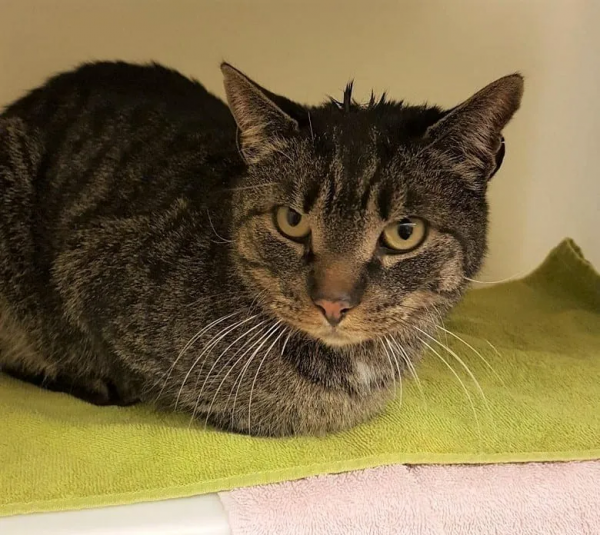 貓咪走失五年，橫跨32公里終於回家團聚！主人淚崩：它還活著