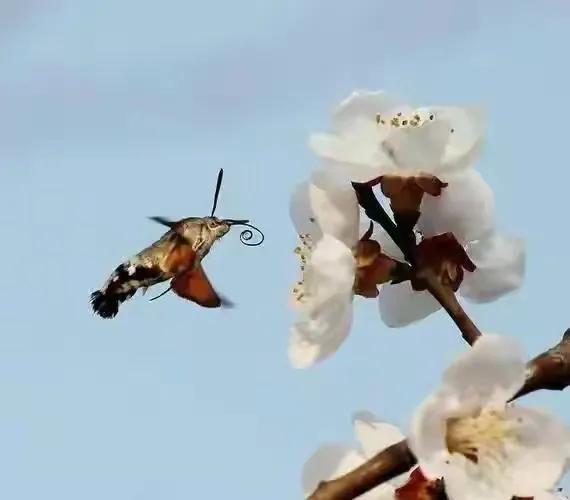 分享圖片&mdash;&mdash;可愛的小小鳥兒