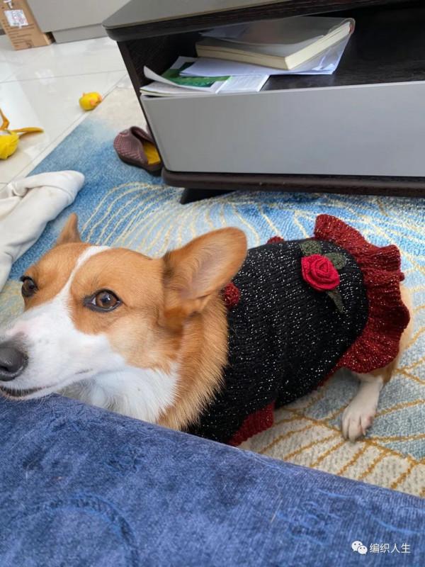 狗狗過冬也要暖暖的!超可愛柯基棒針美女裙(有編織說明) 狗狗過冬也要暖暖的!超可愛柯基棒針美女裙(有編織說明)