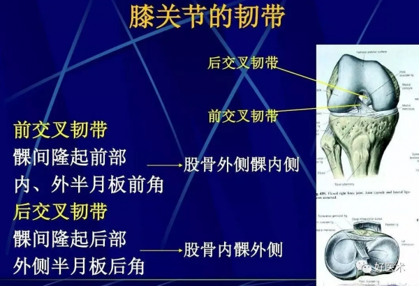 86張全身關節應用解剖精講，這篇文章值得收藏