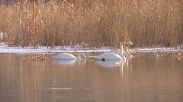 五師：改善匯河溼地生態環境 築牢野生鳥類棲息家園