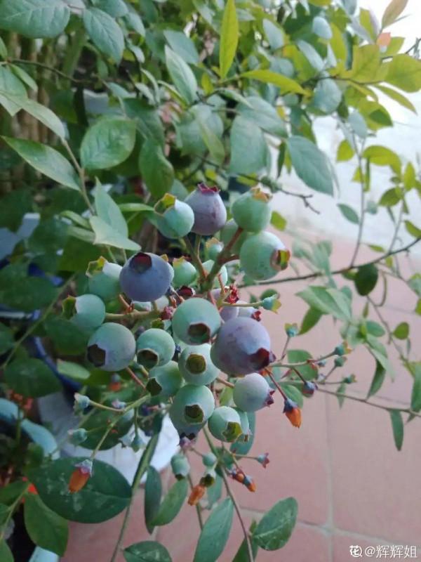 特皮實的無花果樹,葉子油綠能結果,陽臺也能種 特皮實的無花果樹,葉子油綠能結果,陽臺也能種