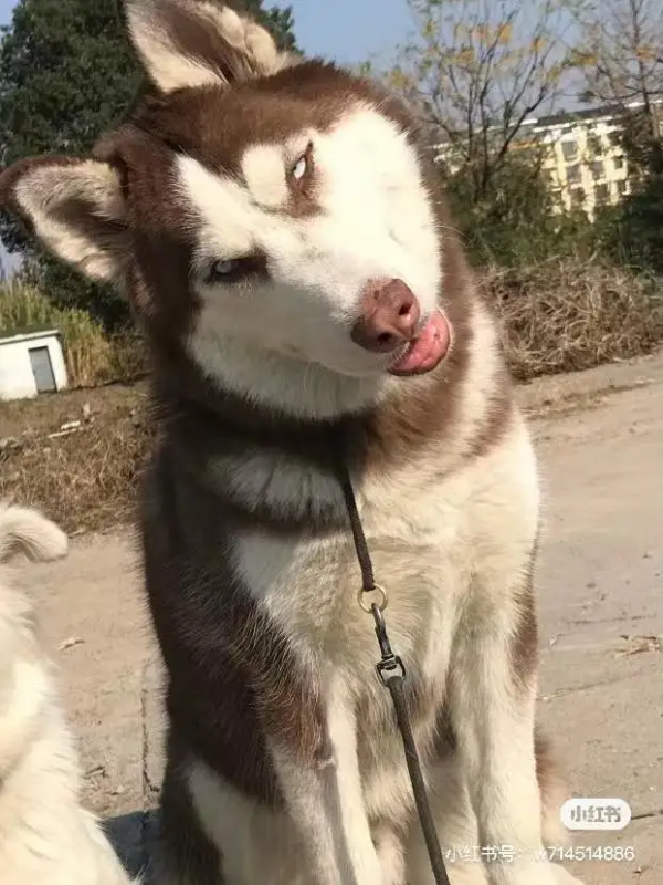 狗狗看了想暗殺主人的照片（閱後即焚）