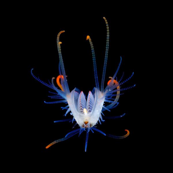 以驚人的細節看到浮游生物的微觀世界 以驚人的細節看到浮游生物的微觀世界