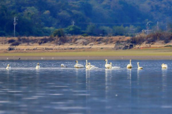 候鳥抵達 請查收來自鄱陽湖的自然之美