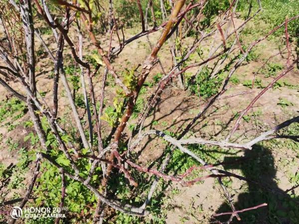 防治好這些病蟲害,讓您的月季更美麗 防治好這些病蟲害,讓您的月季更美麗