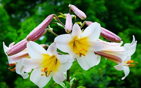 5種典型的“一次性花”，開敗就扔吧，再養“沒價值”