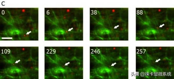 徠卡共聚焦課堂第七講：活細胞成像技術知識點
