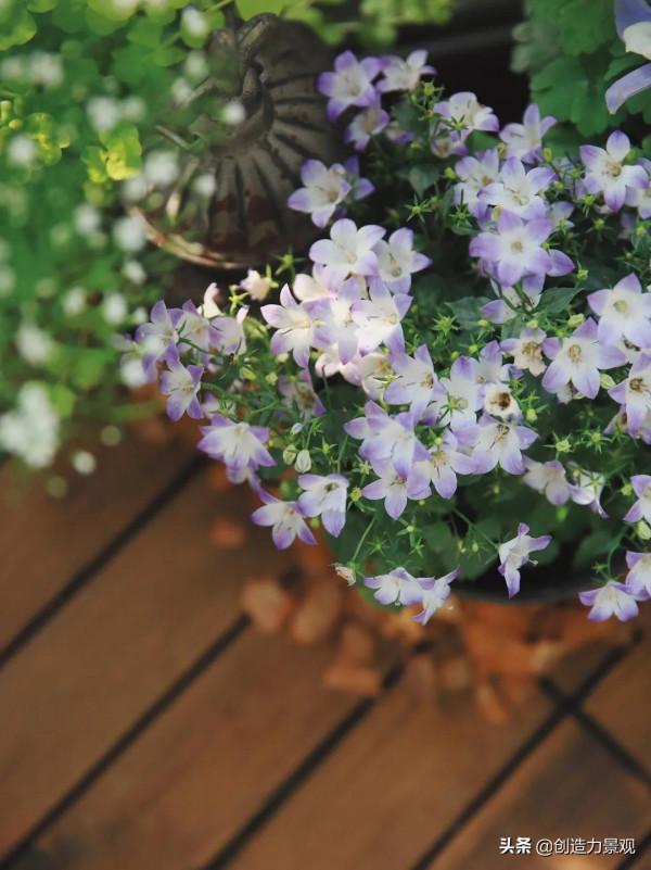 5平米的陽臺，改造之後種滿了花，居然可以美成這樣