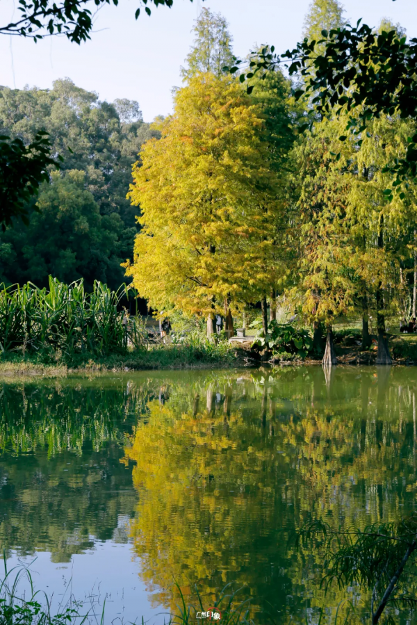 抓住秋天的影子，至少要去一次「華南植物園」