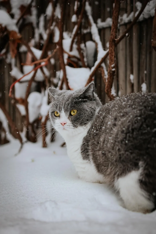 小貓咪會不會怕踩疼了雪呢? 小貓咪會不會怕踩疼了雪呢?