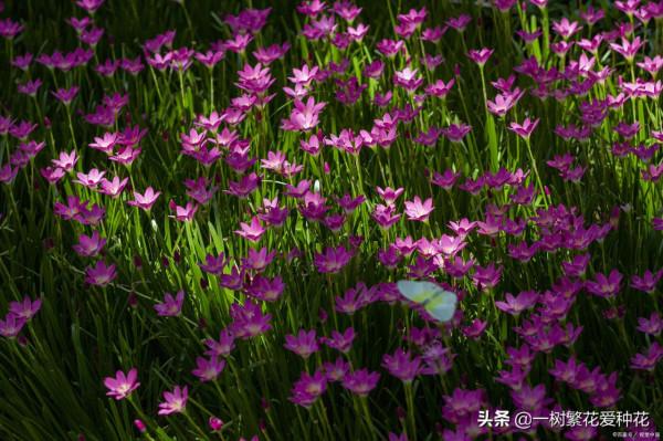 一年四季種啥花，推薦這56種花，詳細特點，讓你買到更適合自己的