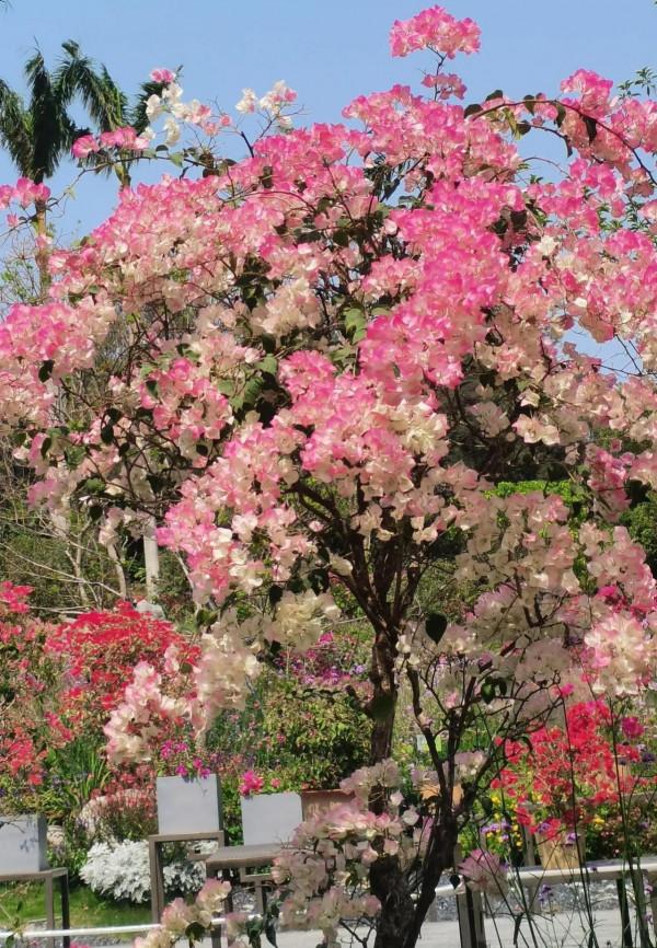 觀賞精品杜鵑 觀賞精品杜鵑