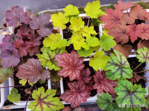 7款真正的耐寒花,冬天露養凍不死,下雪天也能變美開花 7款真正的耐寒花,冬天露養凍不死,下雪天也能變美開花