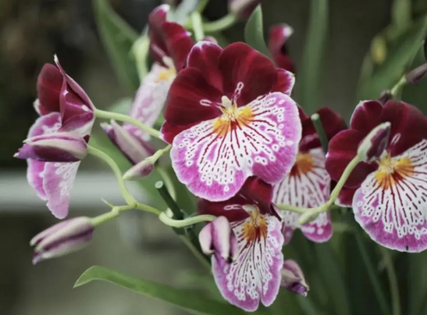 戶外徒步新去處！新加坡新開的7個公園你都遛過了沒？