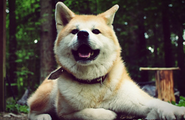 秋田犬不擅表達，但這些肢體語言，是在偷偷愛著你