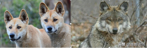 澳洲野狗:為了“重拾”狼的尊嚴,你看我有多努力 澳洲野狗:為了“重拾”狼的尊嚴,你看我有多努力