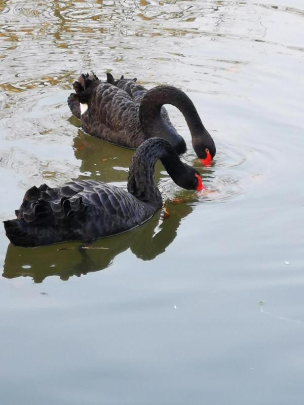 天鵝湖上的伴侶