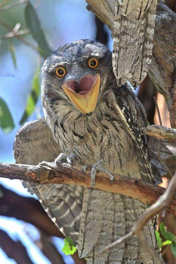 是鳥還是樹？這種鳥會“隱身”，即使在你面前，你也認不出它