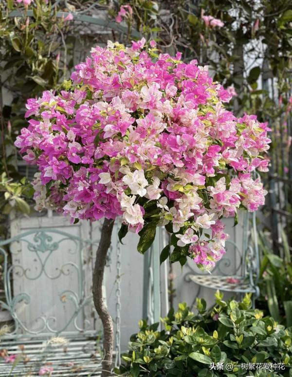 一年四季種啥花，推薦這56種花，詳細特點，讓你買到更適合自己的