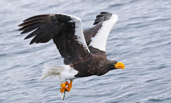 極其罕見！俄羅斯巨鷹離家出走，獨自飛行8000公里去往美國