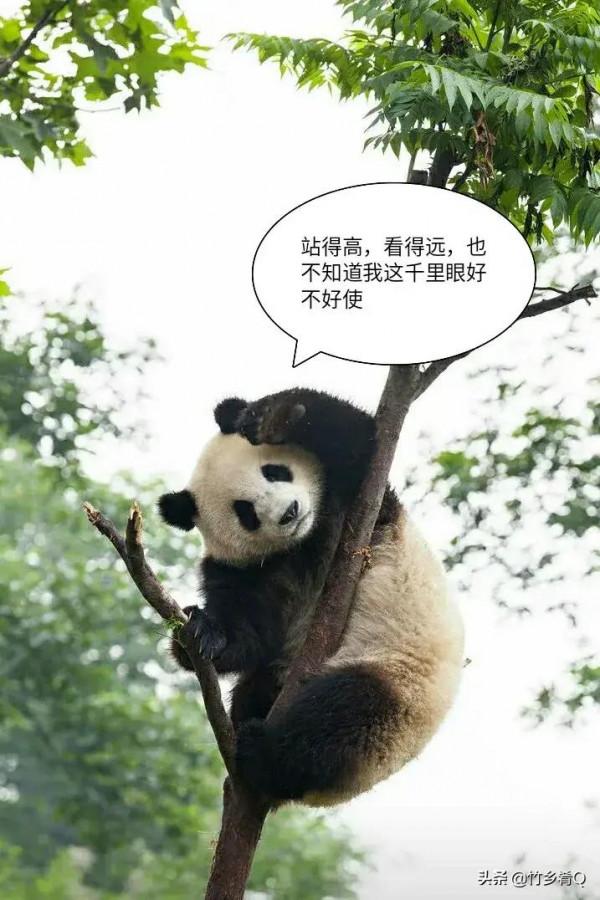 可愛又呆萌的國寶熊貓誰不喜歡