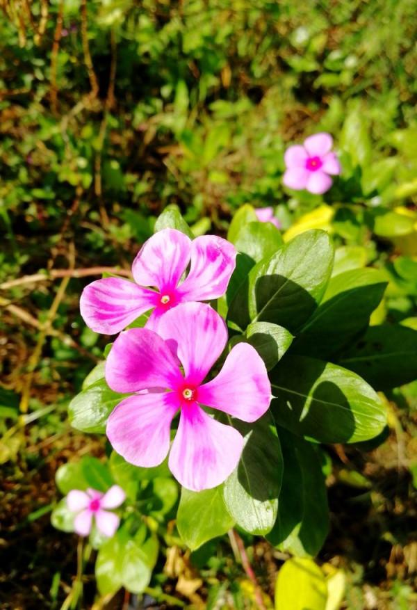 北海散記之花卉篇（下）