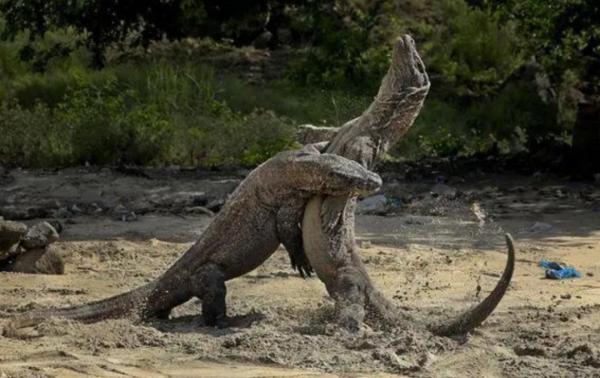 現存最大的蜥蜴，“被神話”的科莫多巨蜥，其真正實力究竟咋樣？