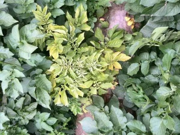 這幾種植物病毒,您知道幾個? 這幾種植物病毒,您知道幾個?