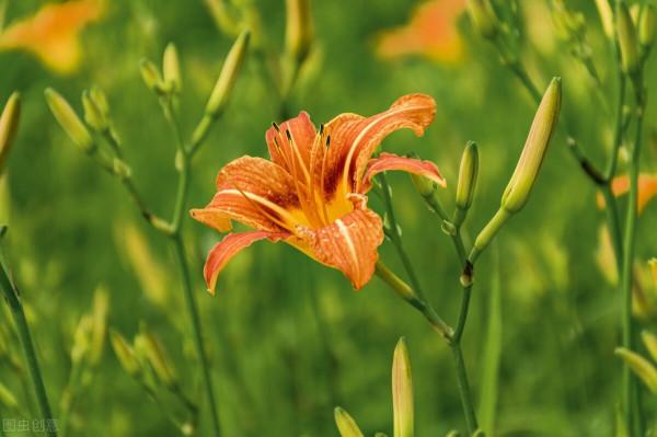 11種“美食花”,擠擠種上一盆,“色香味”俱全 11種“美食花”,擠擠種上一盆,“色香味”俱全