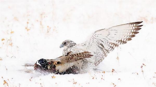 萬鷹之神——海東青 萬鷹之神——海東青