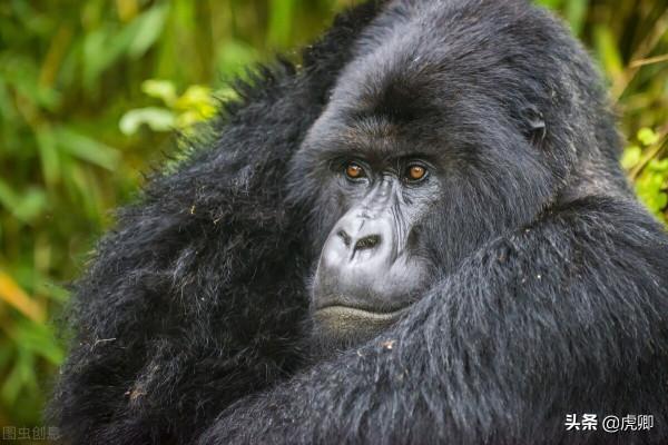 最成功的大猩猩王11歲生子，兒子奪取王位後，如何面對自己母親？