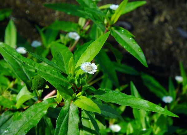 白頭髮多，頭髮稀疏、甚至脫髮？兩個中藥，滋補肝腎，生髮烏髮