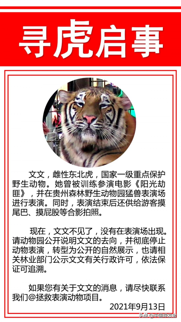 尋虎後續:文文成為“商業機密”,只因她是一隻人工繁育的東北虎 尋虎後續:文文成為“商業機密”,只因她是一隻人工繁育的東北虎