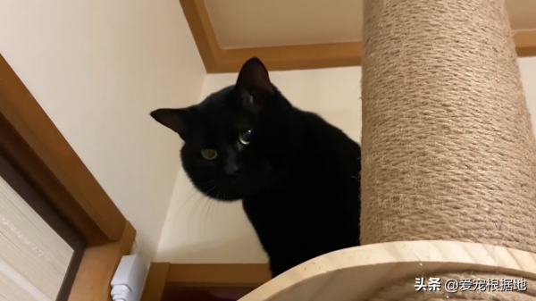 如果一隻貓跑到您家門口，主動和您求助，你會選擇置之不理嗎？