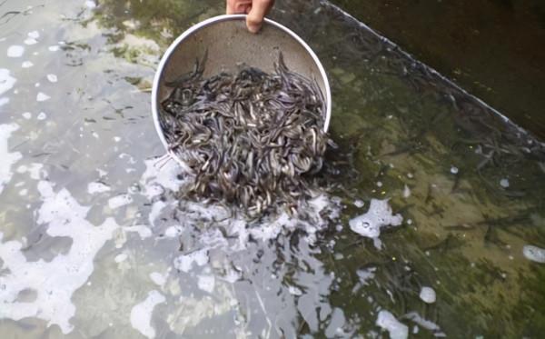 80後小夥返鄉養泥鰍養魚，一年賣出3000萬，帶領養殖戶共同致富