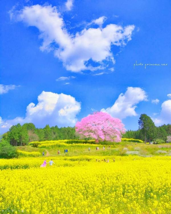 花花世界，美若仙境