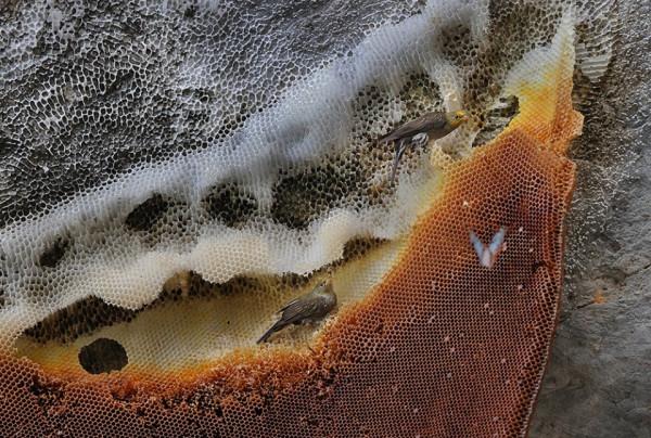 黃腰響蜜鴷現雲南!種群之大國內罕見,“義兄義妹”都會被它刺死 黃腰響蜜鴷現雲南!種群之大國內罕見,“義兄義妹”都會被它刺死