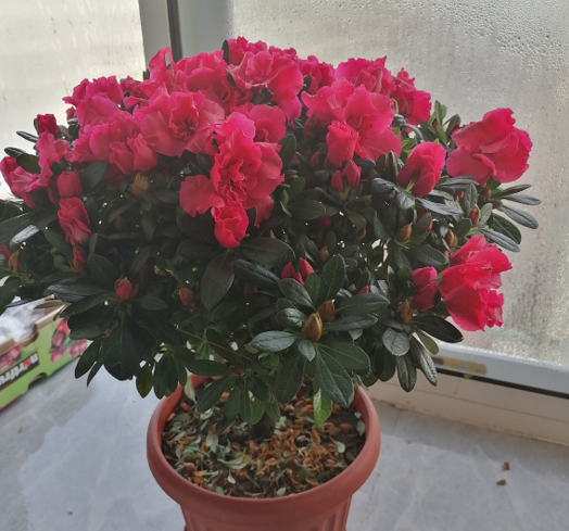 杜鵑花喜溼度大，噴水只會起到“反作用”，教你3個加溼方法